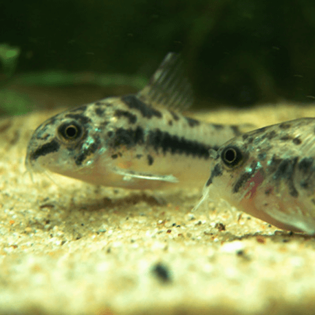 Corydoras habrosus 1,5 - 2,5 cm