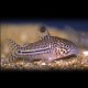 CORYDORAS TRILINEATUS M "JULII" 2,5-3,5CM