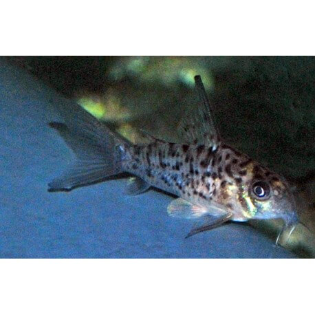 Corydoras loretoensis 3 - 4 cm