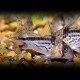 Corydoras loxozonus 4 - 5 cm