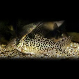 Corydoras melanistus 3 - 4 cm