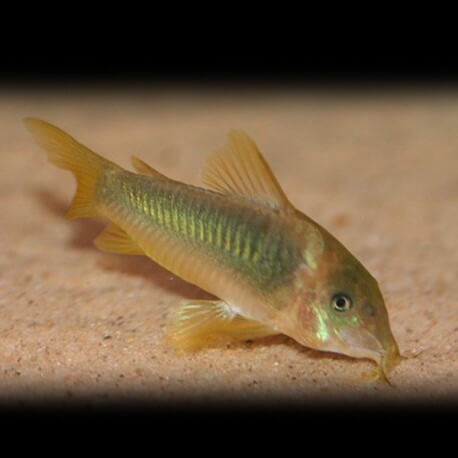 Corydoras melanotaenia 3,5 - 4 cm