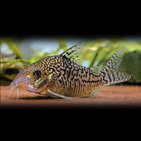 Corydoras sodalis 3,5 - 4 cm