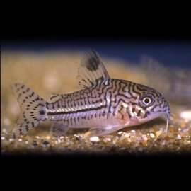 Corydoras trilineatus 2,5 - 3 cm