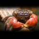 CRABE ROUGE/SESARMA BIDENS M 3-4CM