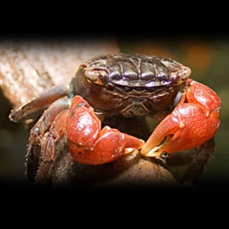 CRABE ROUGE/SESARMA BIDENS M 3-4CM