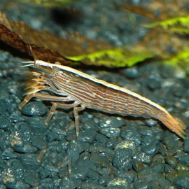 CREVETTE ATYOPS. MOLUCC. L "BAMBOU" 6-7CM