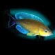 Cyprichromis lept. jumbo turquise flame 3 - 4 cm