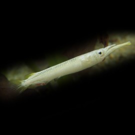 Dermogenys pusillus white 3 - 4 cm