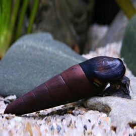 ESCARGOT FAUNUS ATER L 4-5CM