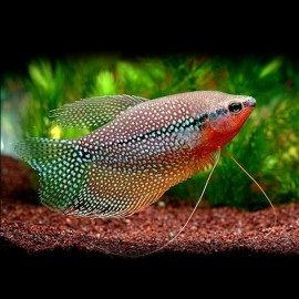 GOURAMI LEERI M/L