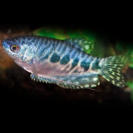 GOURAMI MARMORATA L