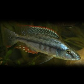 Haplochromis compressiceps XXL