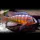 Haplochromis cribensis 3 - 4 cm