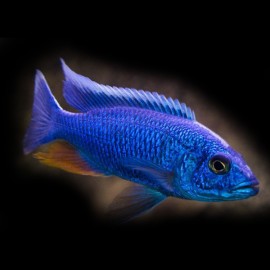 Haplochromis fryeri 3 - 4 cm