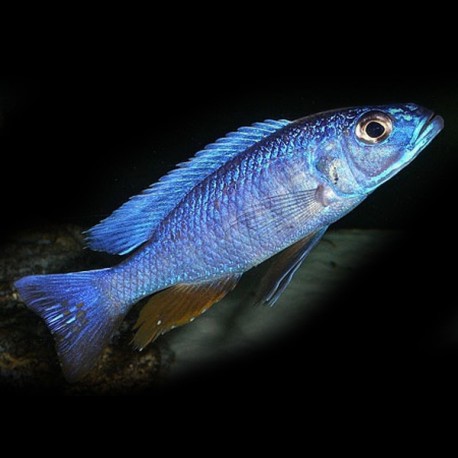 Haplochromis fryeri iceberg 3 - 4 cm