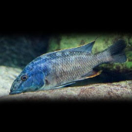 haplochromis LINNI L