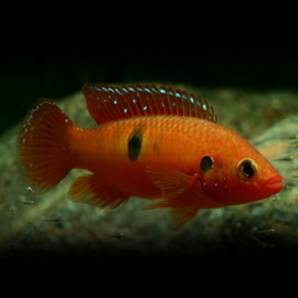 Hemichromis sp. cf. letourheaxii 5,5-7cm