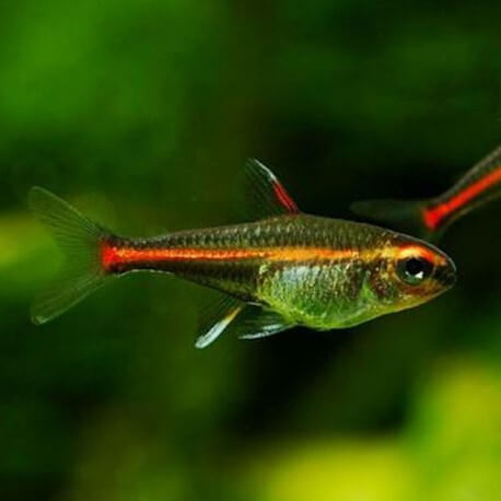 HEMIGRAMMUS ERYTHROZONUS S/M             1.5-2CM