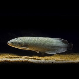 Heterotis niloticus 30 - 40 cm