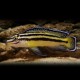 Julidochromis regani kipili 3 - 4 cm