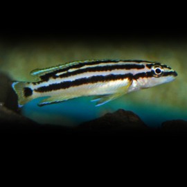 Julidochromis transcriptus 3,5 - 4 cm