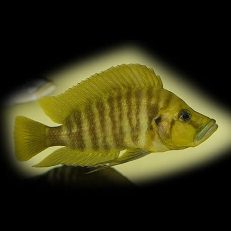 Lamprologus comp.yellow chaitika 4 - 5 cm