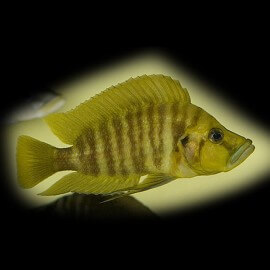 Lamprologus comp.yellow chaitika 5 cm