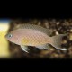 Lamprologus crassus 3,5 - 4cm