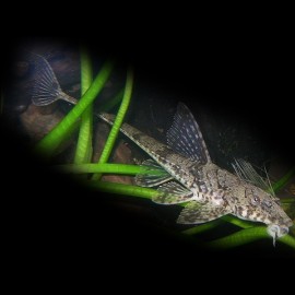 Loricaria filamentosa 6 - 7 cm