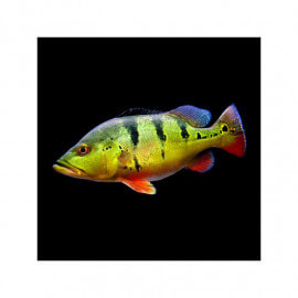 Cichla monoculus 5-6cm