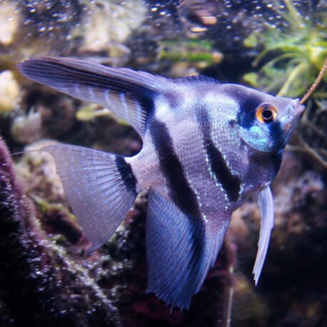 Pterophyllum scalare common blue XL (6 - 7 cm)