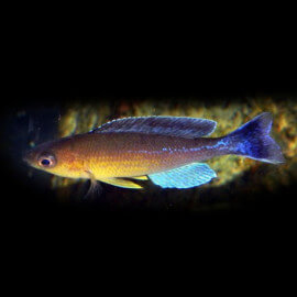 Cyprichromis lept. kigoma 3 - 4 cm
