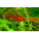 Hyphessobrycon amandae M