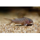 Corydoras punctatus 2,5 - 3 cm