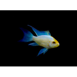 Papiliochromis ramirezi electric blue long fin 2 - 2,5 cm