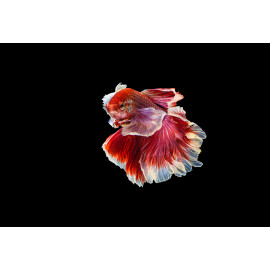 Betta spl. male SuperDelta big ears red XL