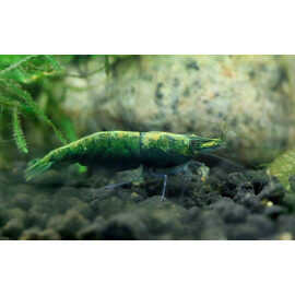 Neocaridina davidi green jade 1-1,2 cm