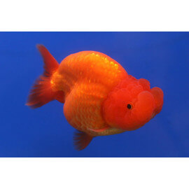 Carassius auratus l.f. ranchu 4 - 5 cm