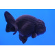 Carassius auratus l.f bbblack ranchu 5-6cm