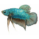 Betta spl. male giant 6 - 8 cm