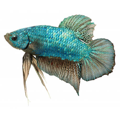 Betta spl. male giant 6 - 8 cm