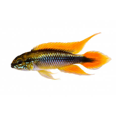 Apistogramma agassizi gold red 3 - 4 cm