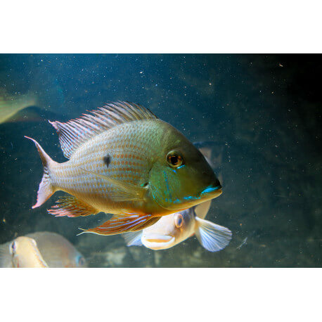 Geophagus caquetae 5 - 7 cm